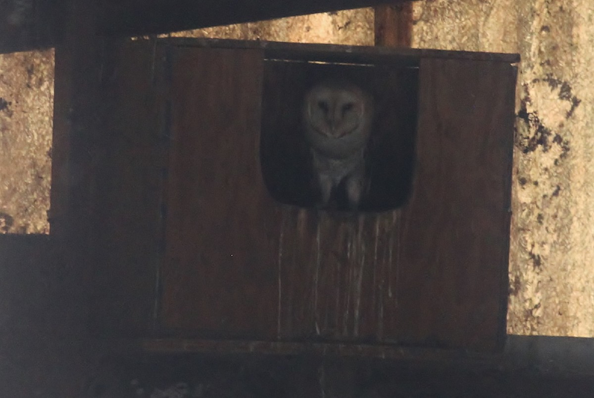 Barn Owl - ML110200421