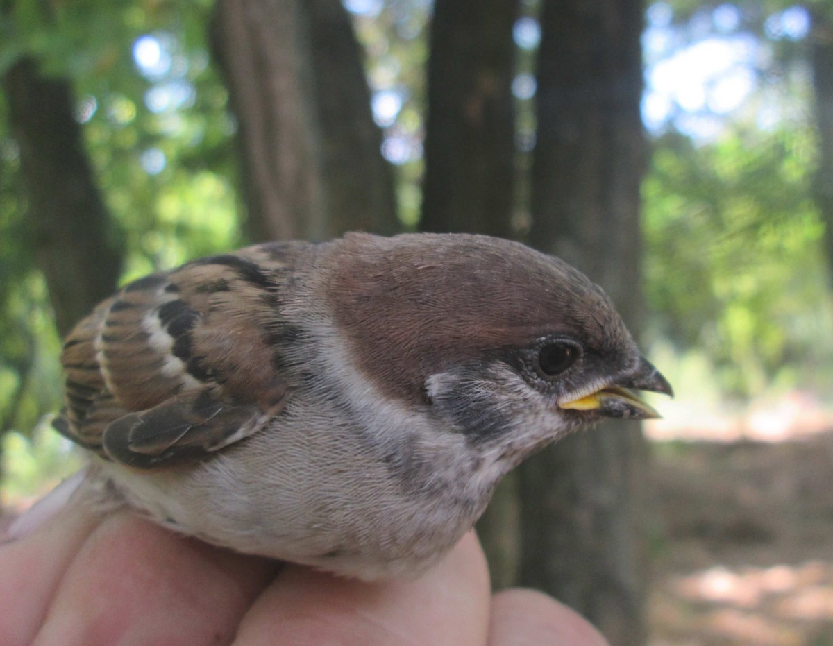 Eurasian Tree Sparrow - ML110204771