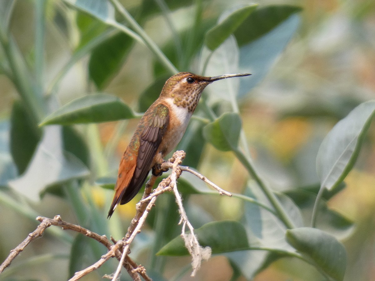 Rufous Hummingbird - ML110205061