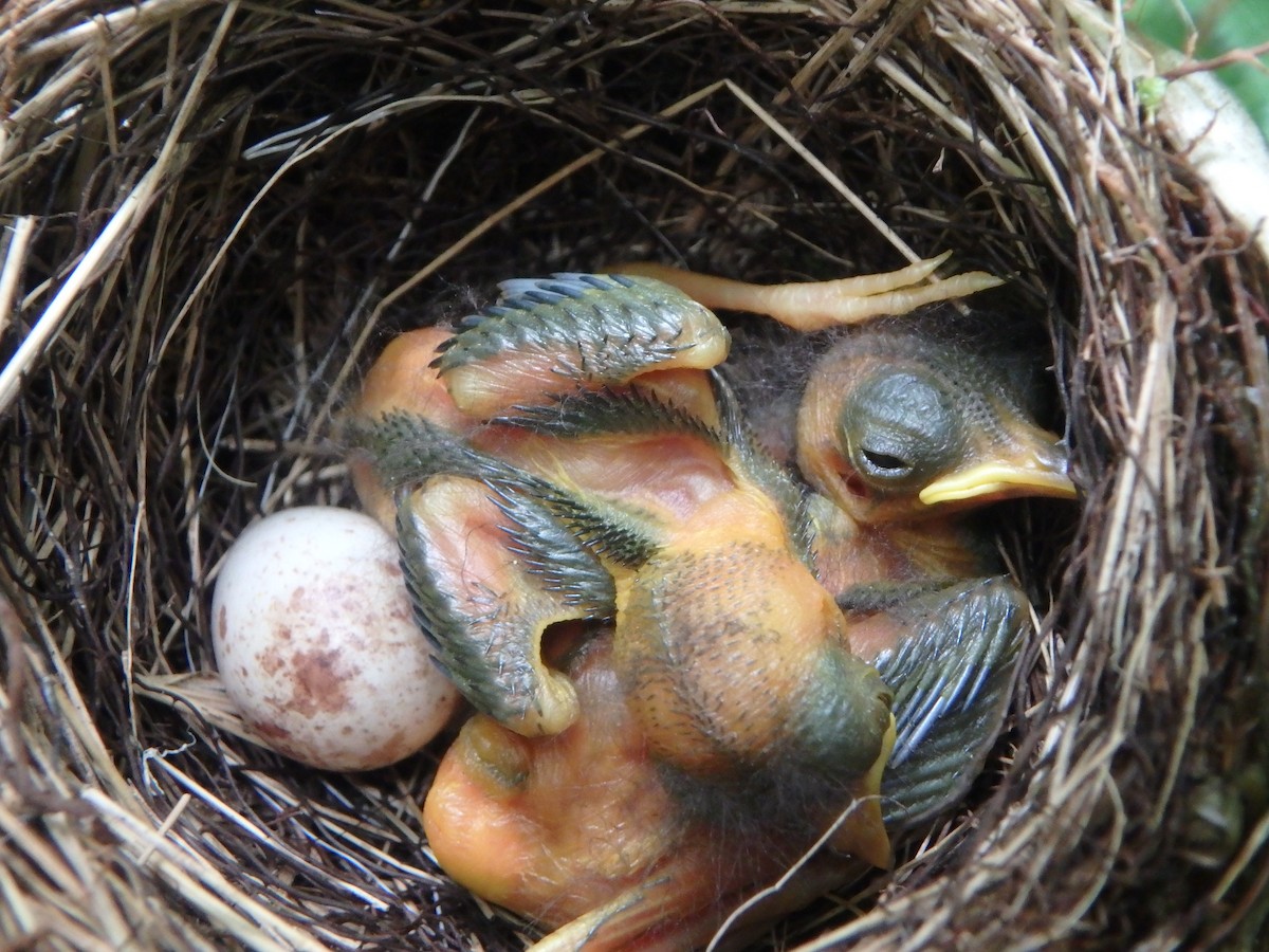 Black-throated Blue Warbler - Ryne Rutherford