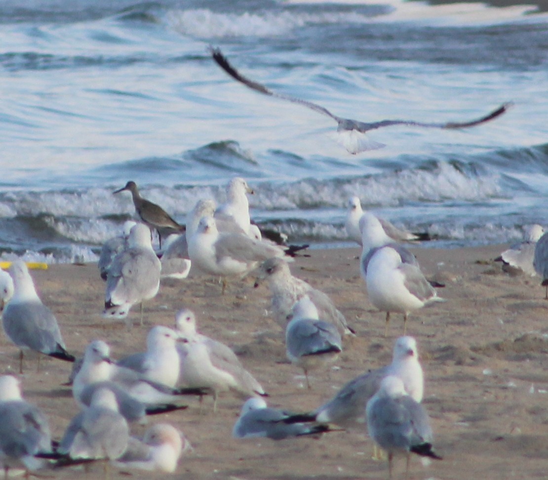 Playero Aliblanco - ML110208591