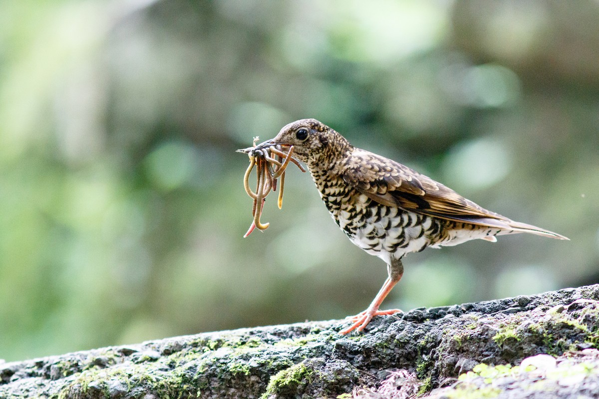 Scaly Thrush (Scaly) - Tsai-Yu Wu