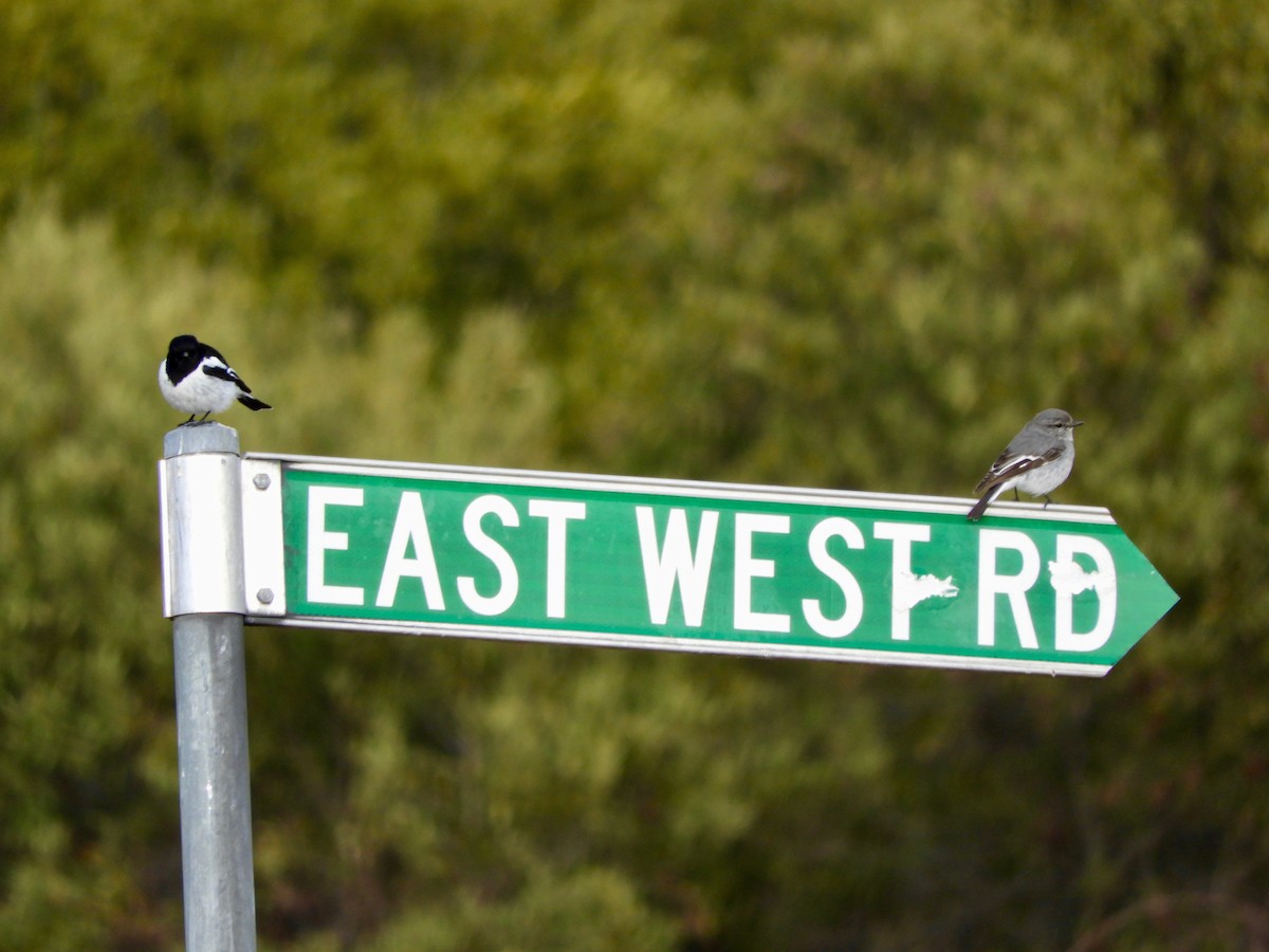 Hooded Robin - Anonymous