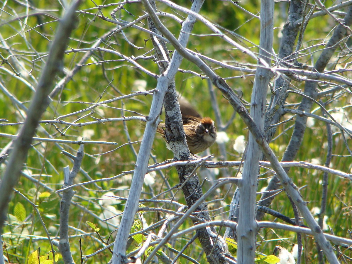 Swamp Sparrow - ML110210131