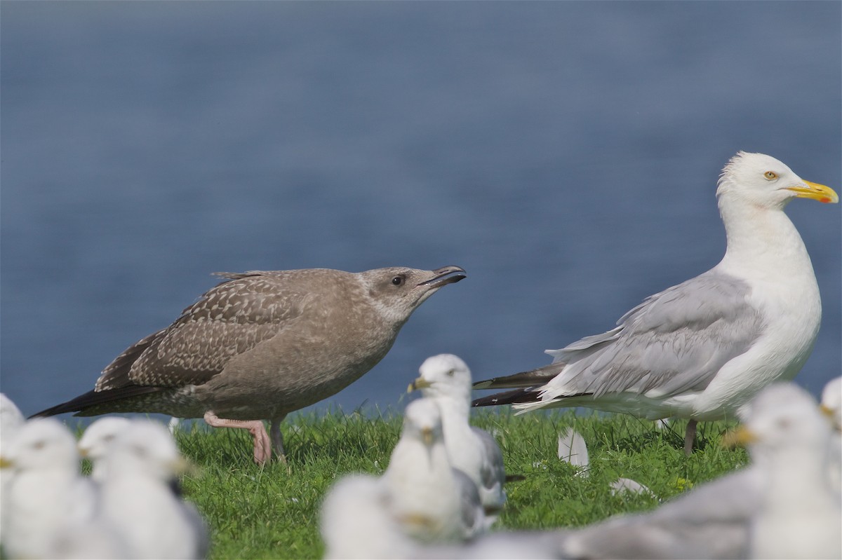 Herring Gull - Jack & Holly Bartholmai