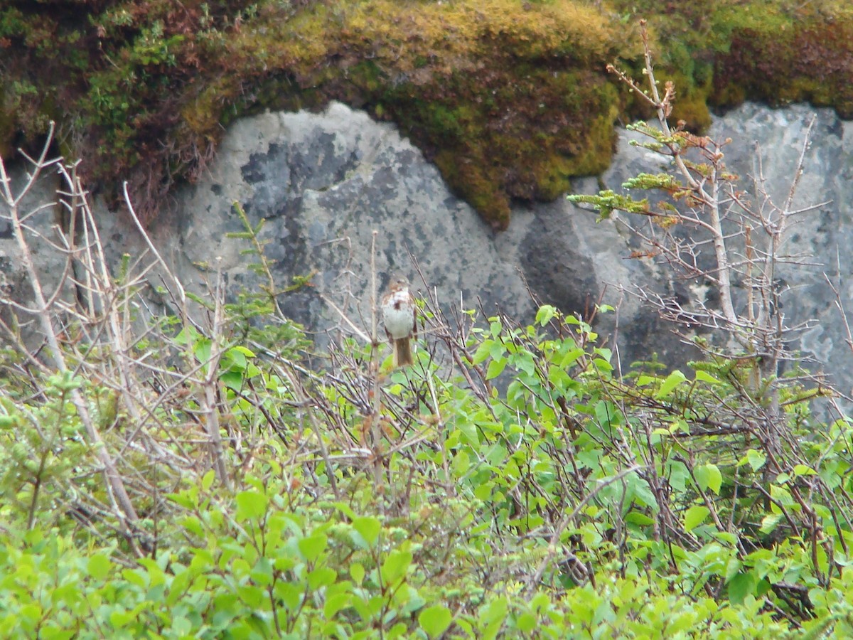 Fox Sparrow - ML110212491