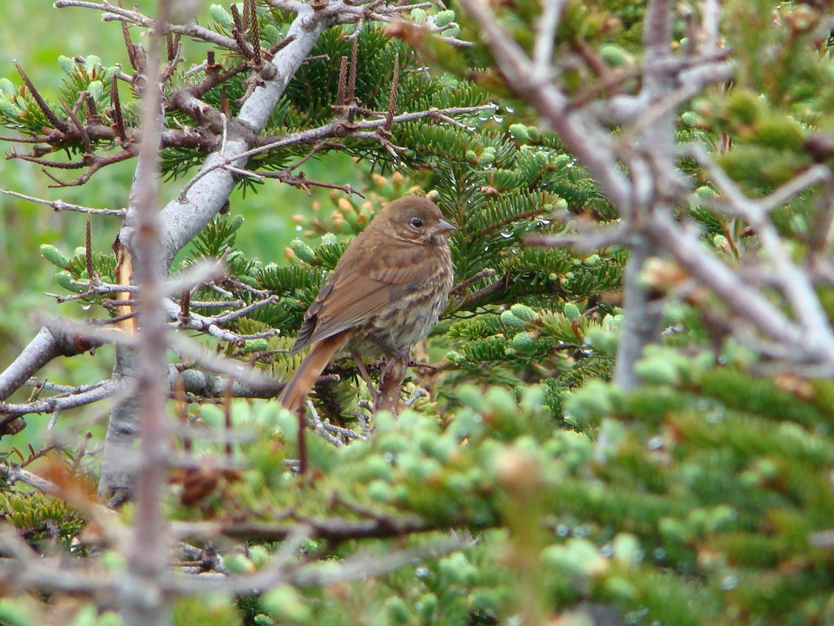 Fox Sparrow - ML110213211