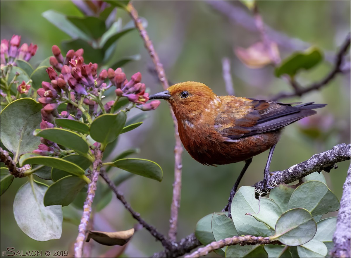 Apapanekleidervogel - ML110213241