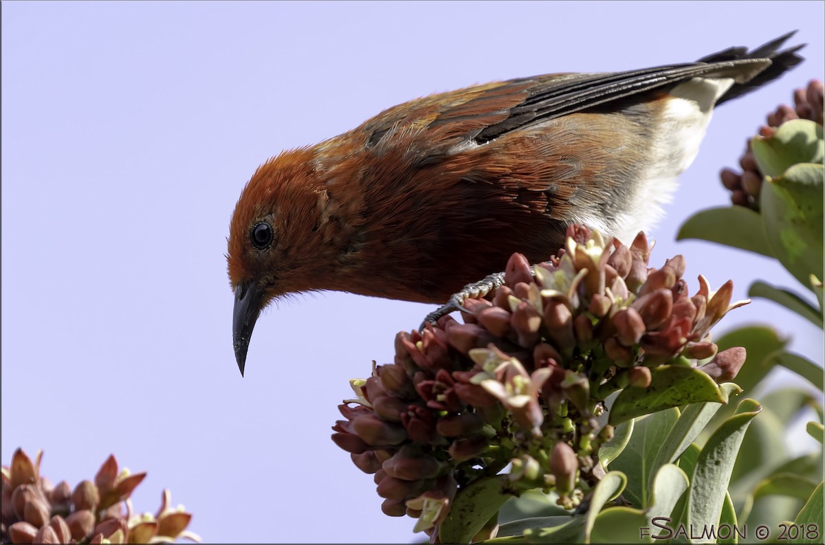 Apapanekleidervogel - ML110213291