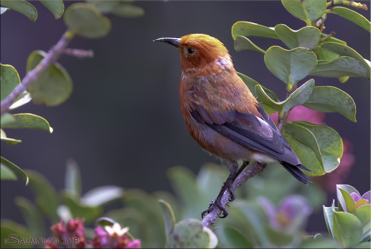 Apapanekleidervogel - ML110213331