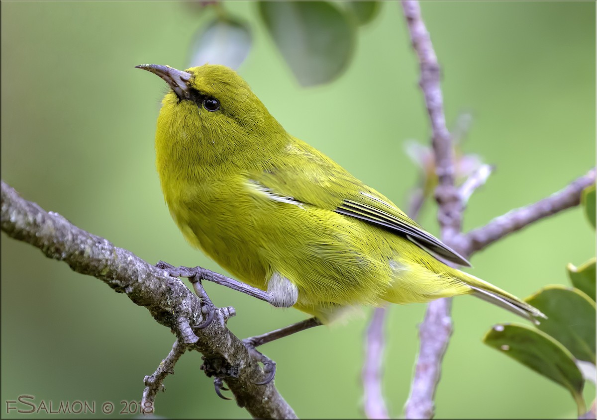 Hawaii Amakihi (Maui) - Frank Salmon