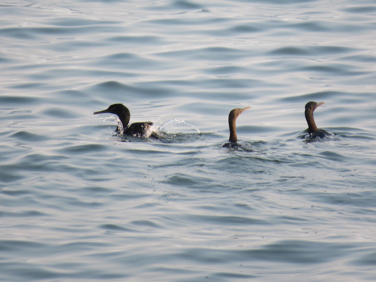 Brandt's Cormorant - ML110213831