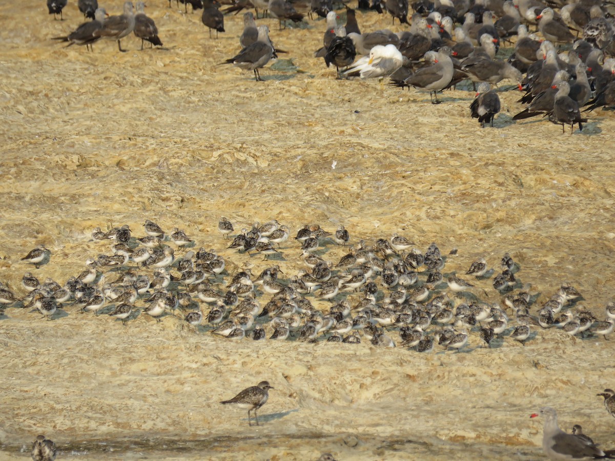 Sanderling - ML110214071