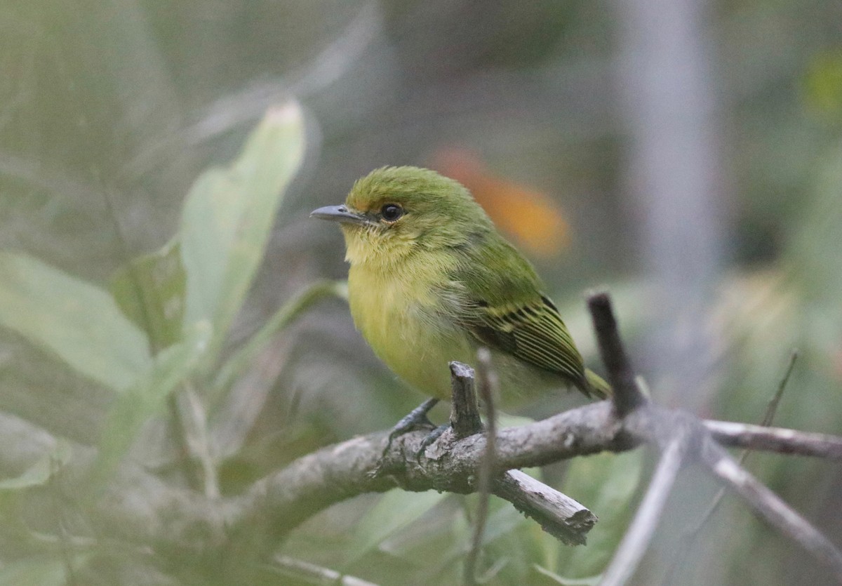 Tyranneau à poitrine jaune - ML110215311