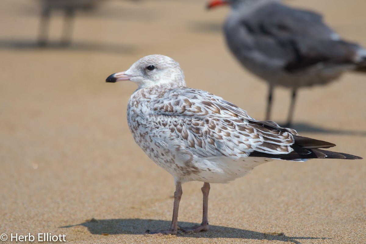 Ring-billed Gull - ML110216241