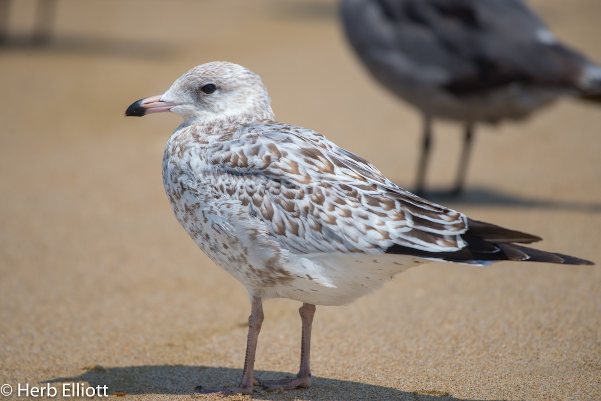 Ring-billed Gull - ML110216261