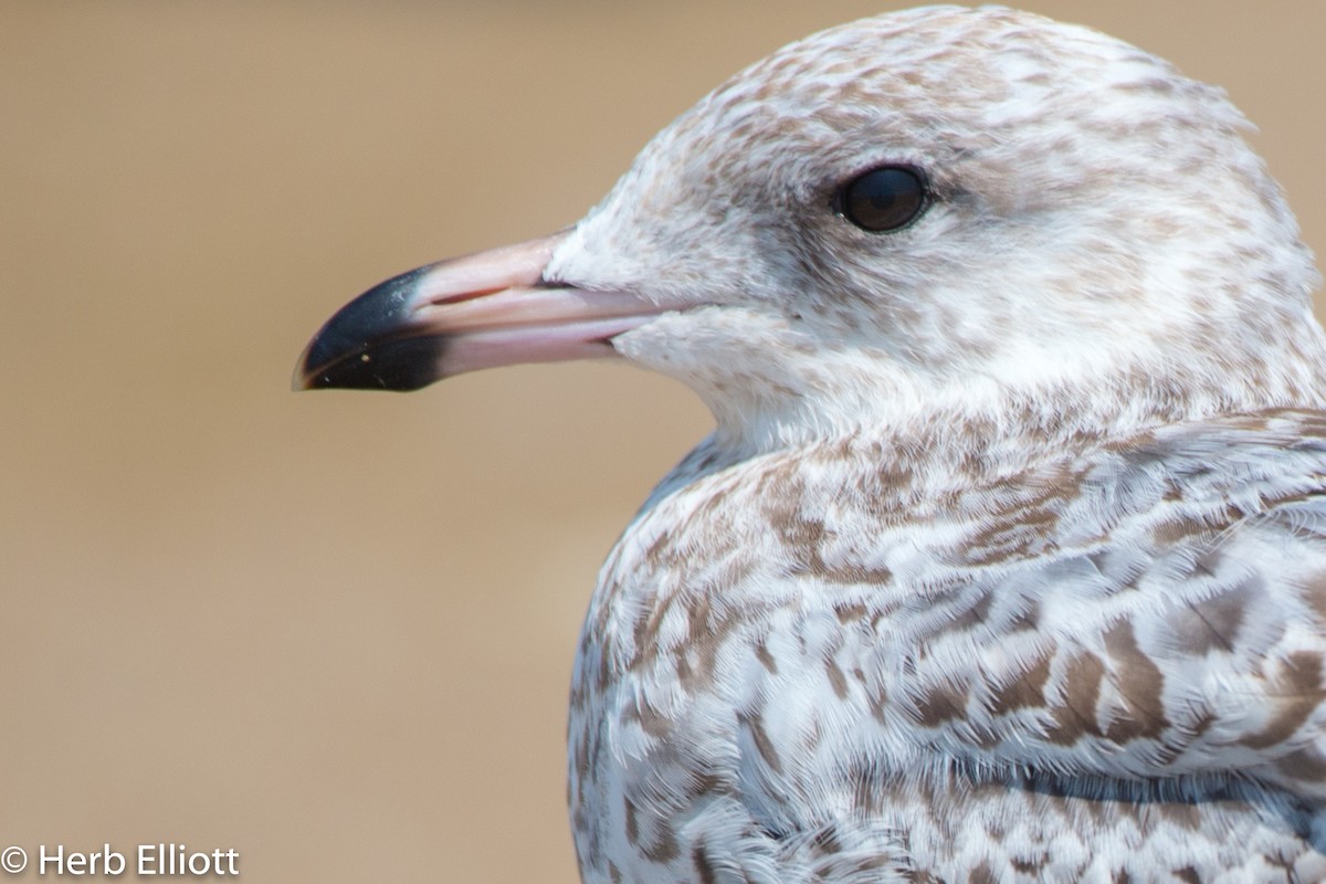 Ring-billed Gull - ML110216281