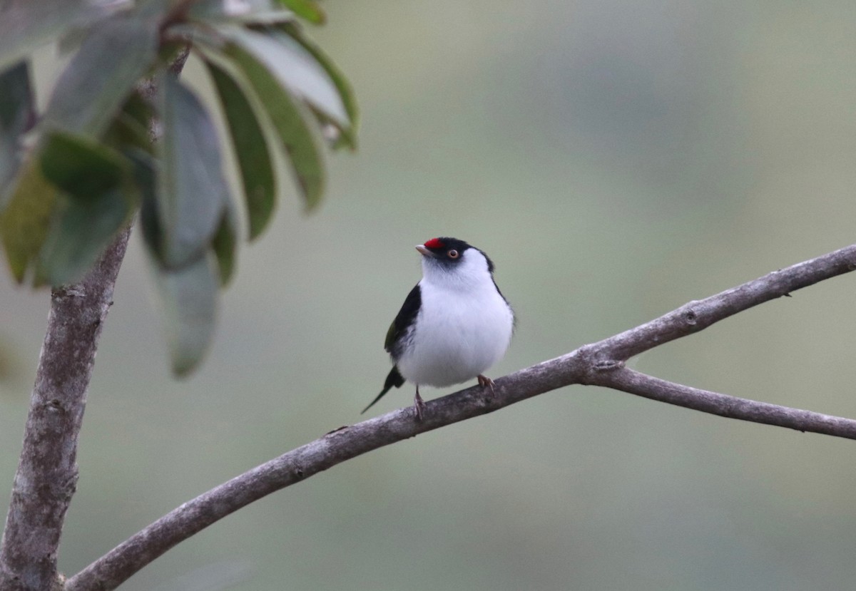 Pin-tailed Manakin - ML110216641