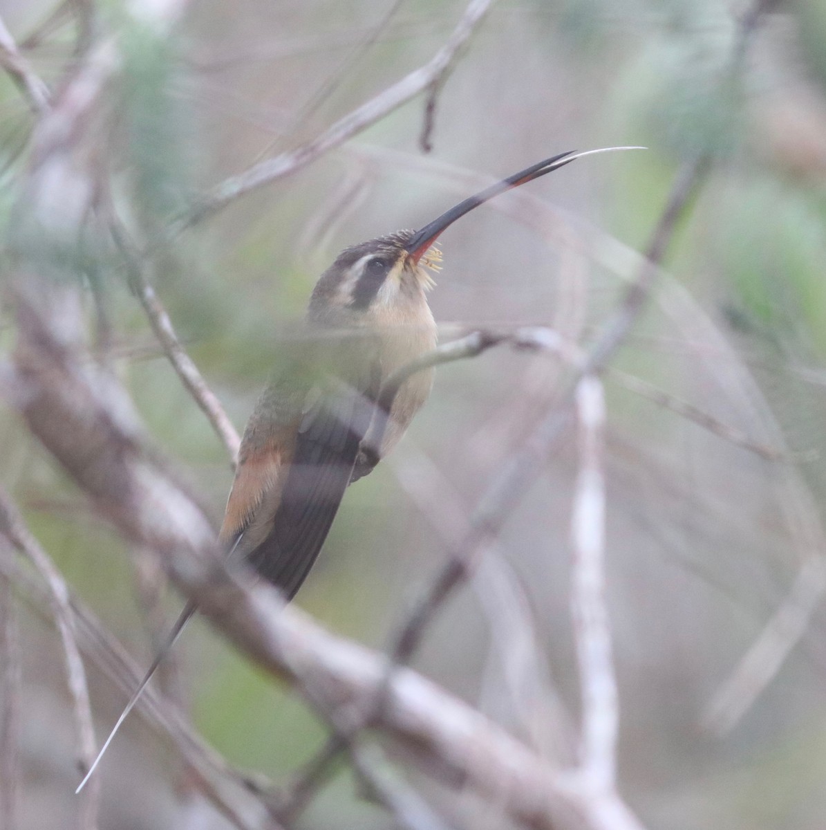 Planalto Hermit - ML110217481