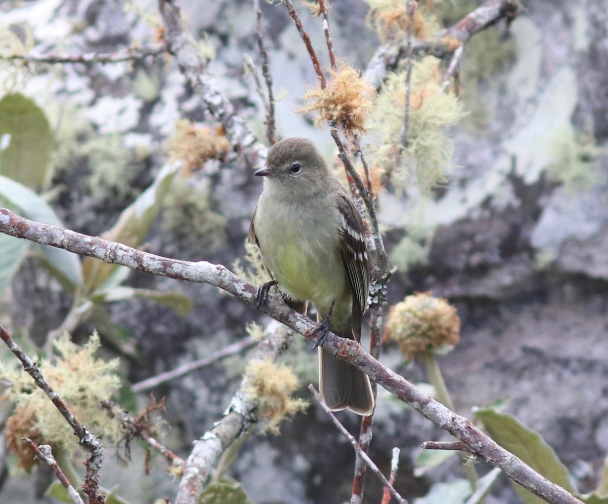 Small-headed Elaenia - ML110217571