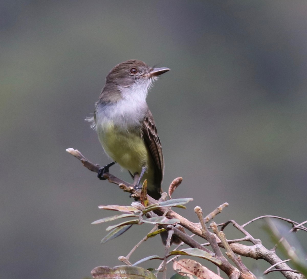 Short-crested Flycatcher - ML110218601