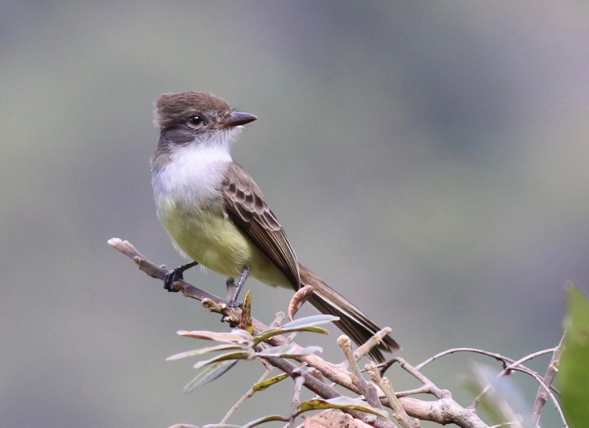 Short-crested Flycatcher - ML110218621