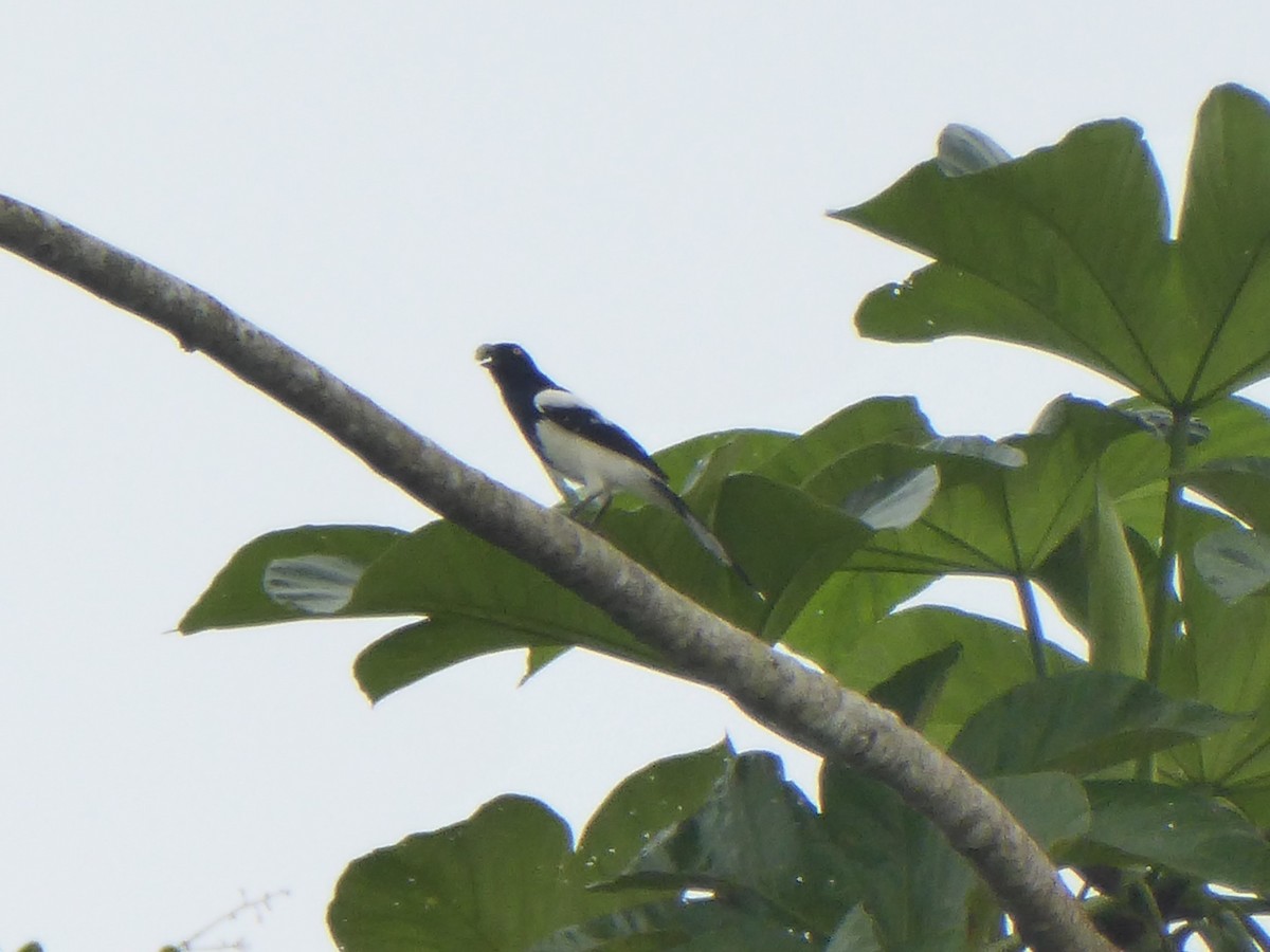 Magpie Tanager - Pablo Alejandro