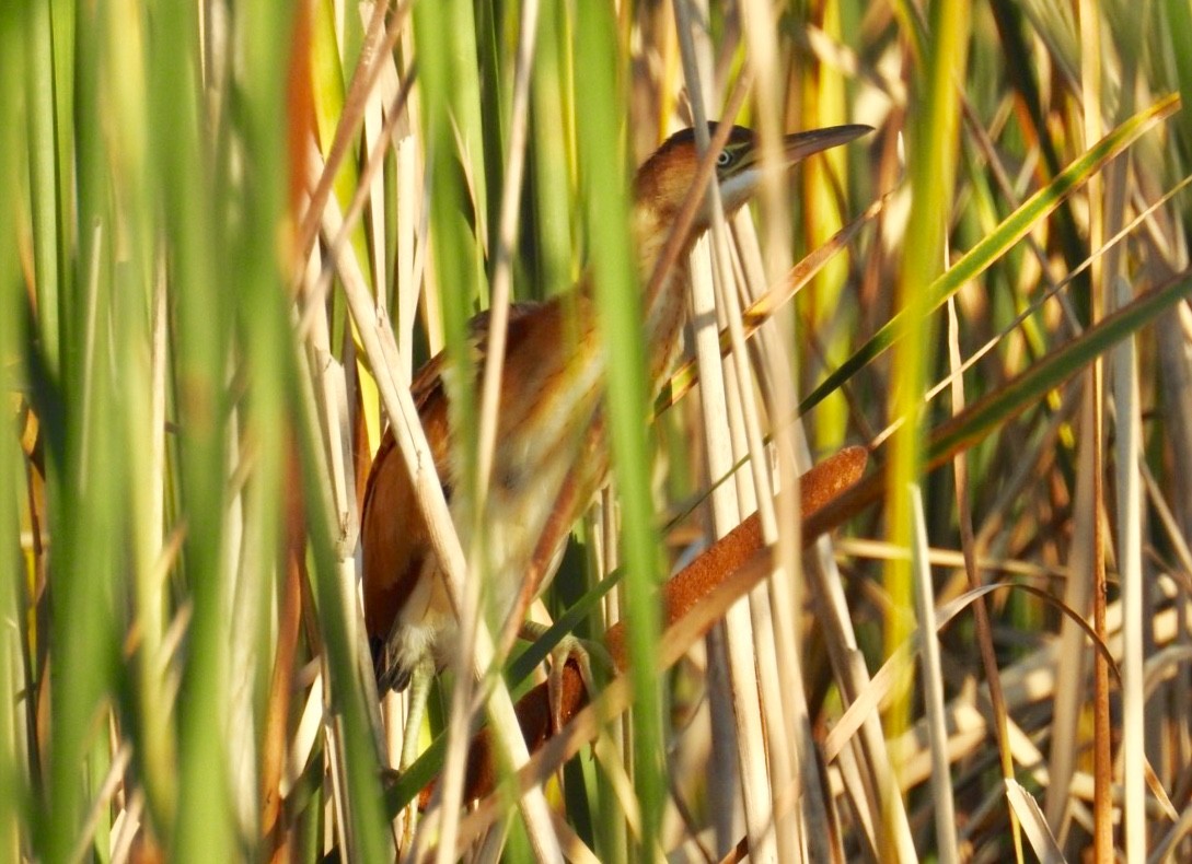 Least Bittern - Joe Coppock