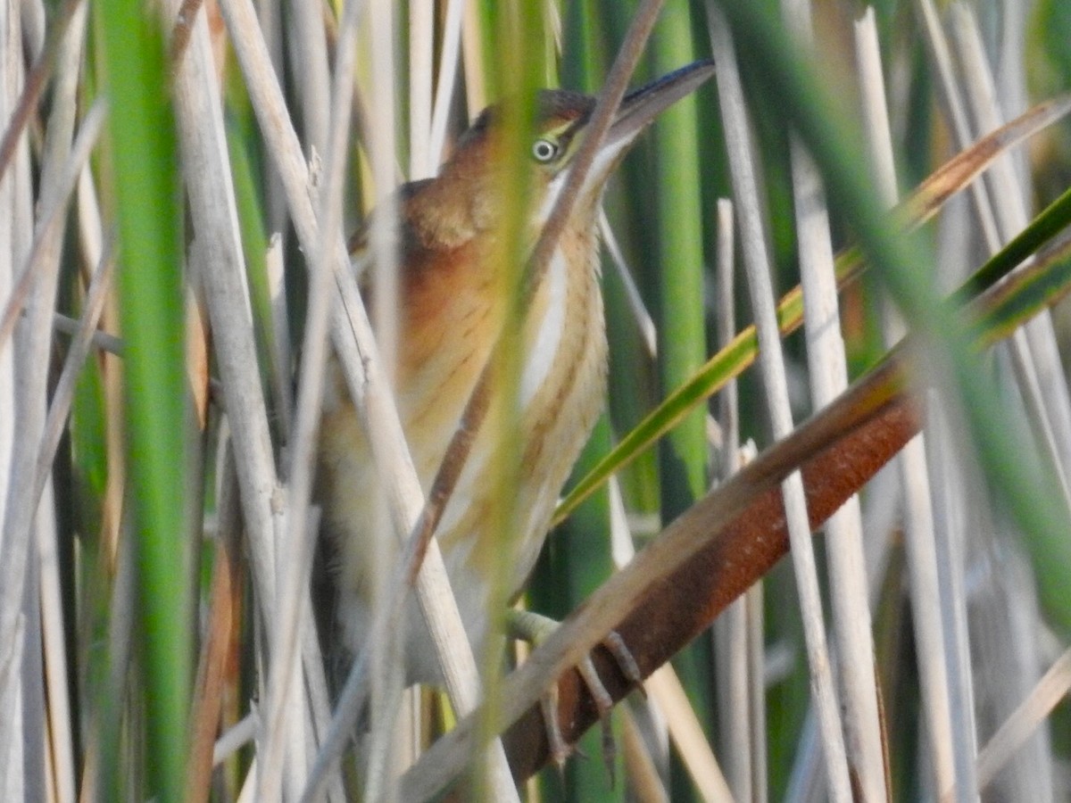 Least Bittern - Joe Coppock