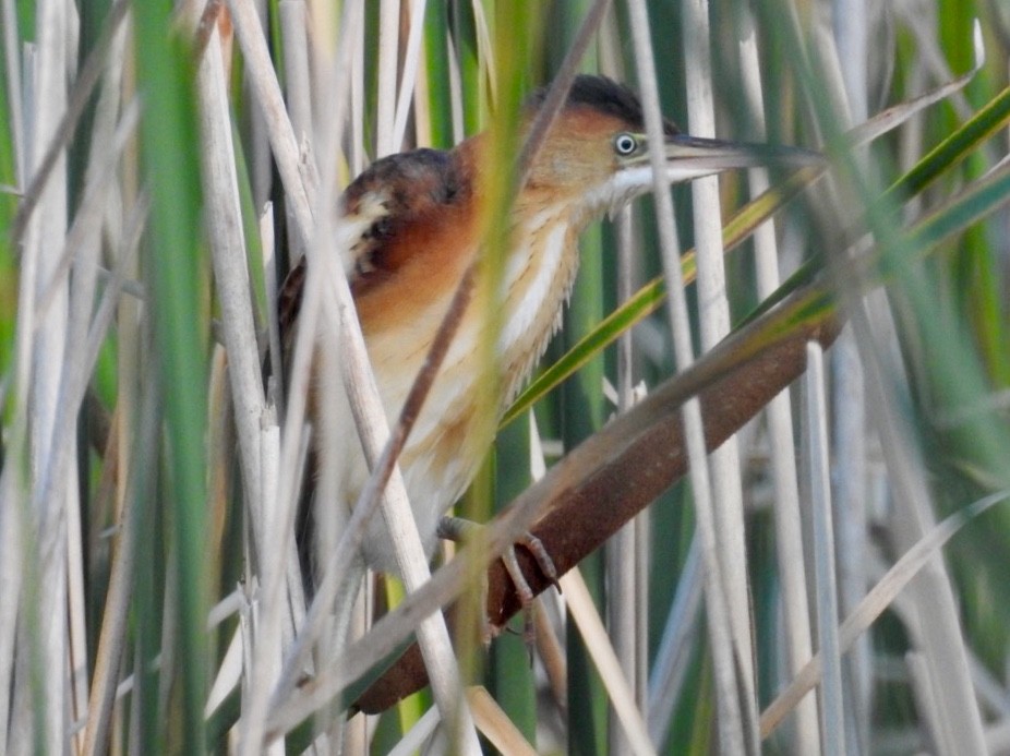 Least Bittern - ML110221111