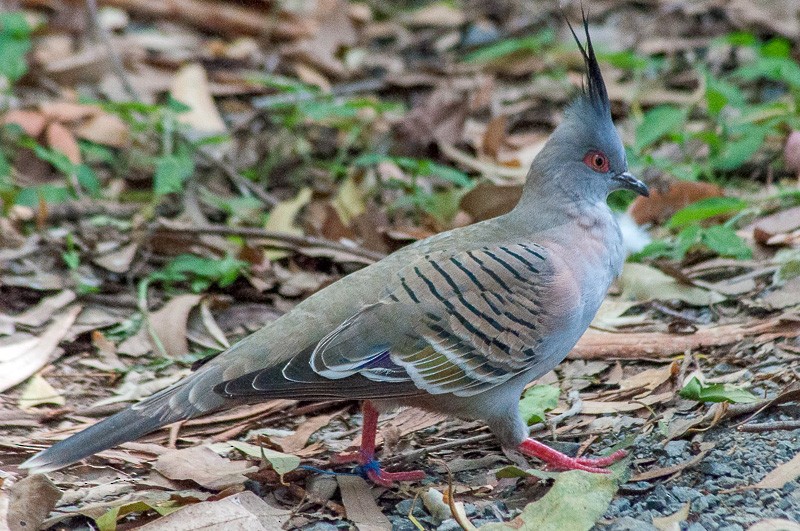 Crested Pigeon - Juan Miguel Artigas Azas