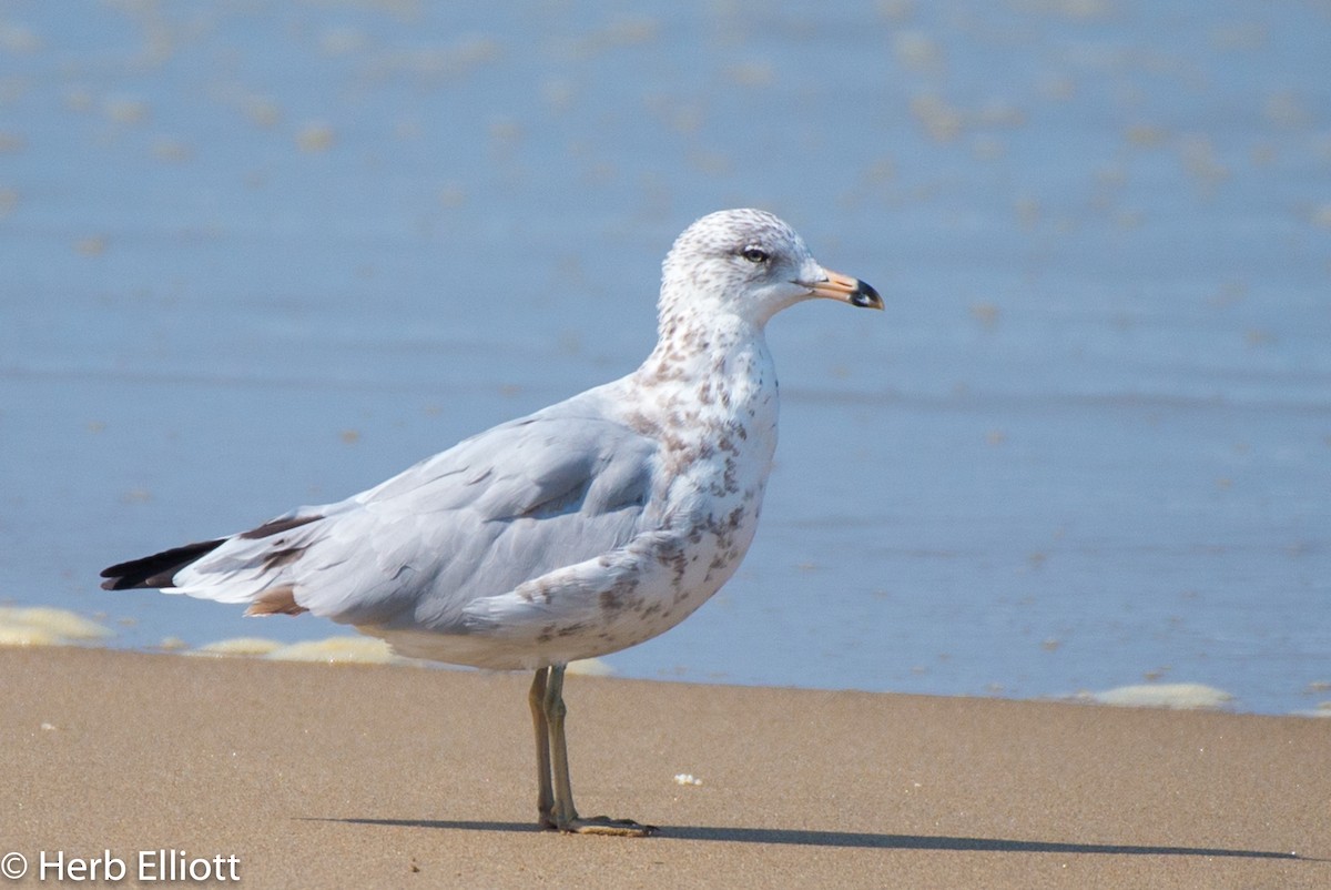 Ring-billed Gull - ML110222591