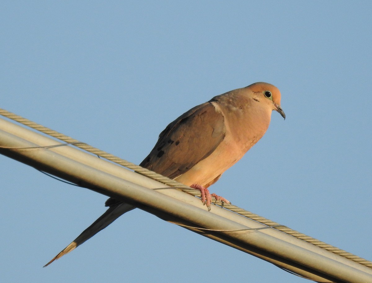 Mourning Dove - Glenn Pearson