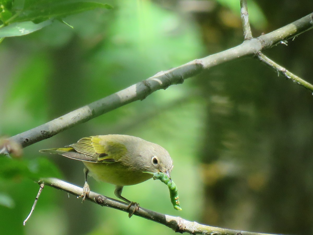 Nashville Warbler - ML110223521