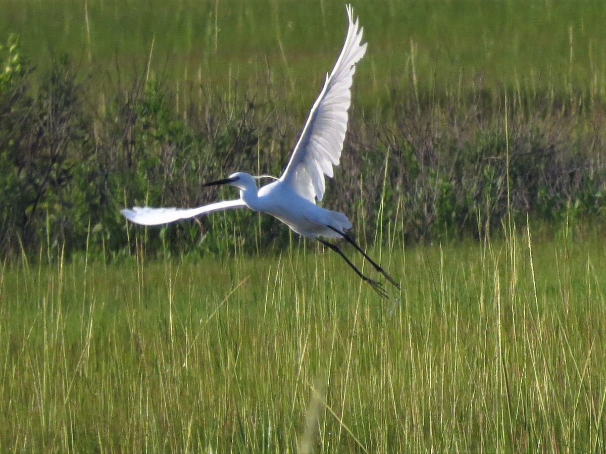 Little Egret - ML110223561