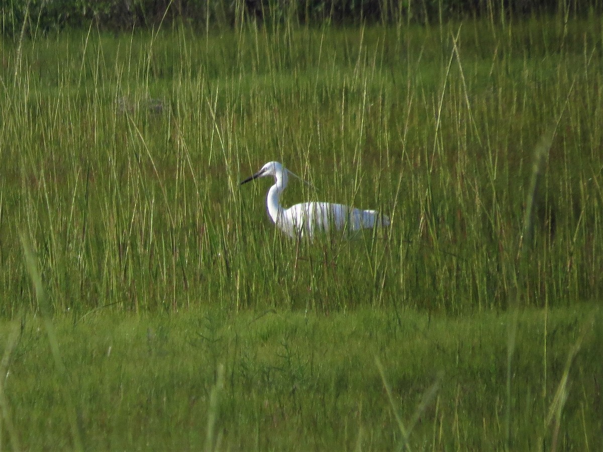 Little Egret - ML110223571