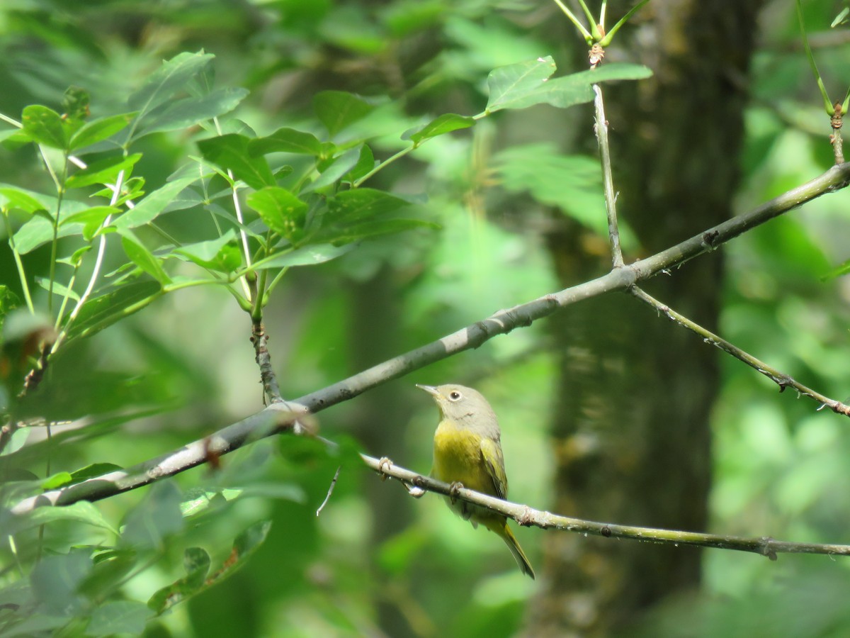 Nashville Warbler - ML110223671