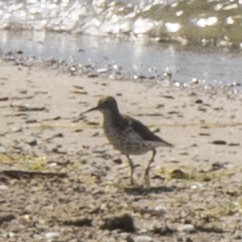 Spotted Sandpiper - ML110225431