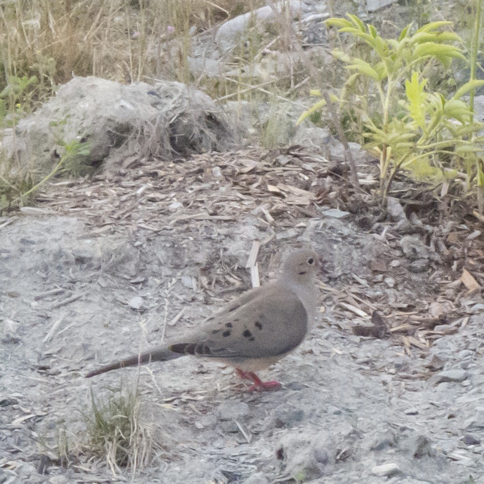 Mourning Dove - ML110225591