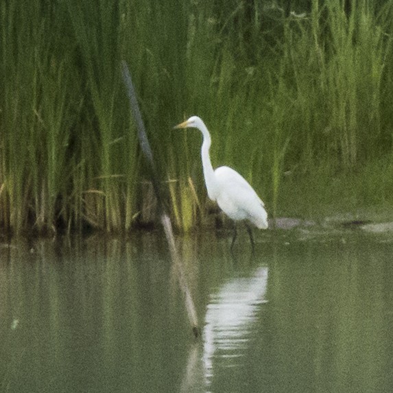 Great Egret - ML110225651