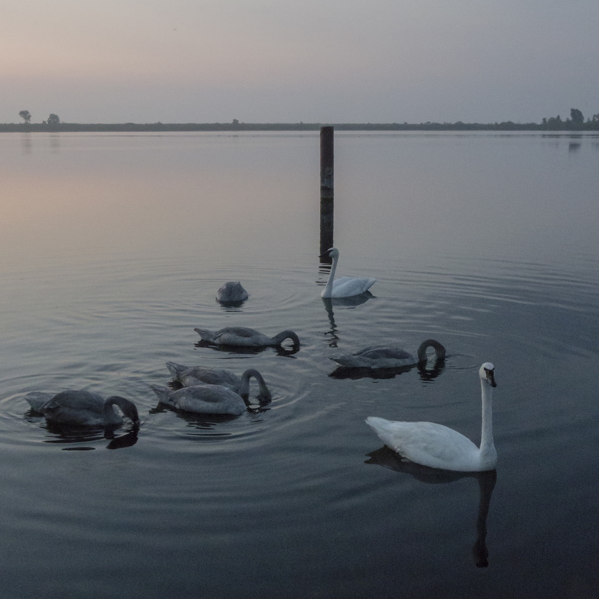 Trumpeter Swan - ML110225751