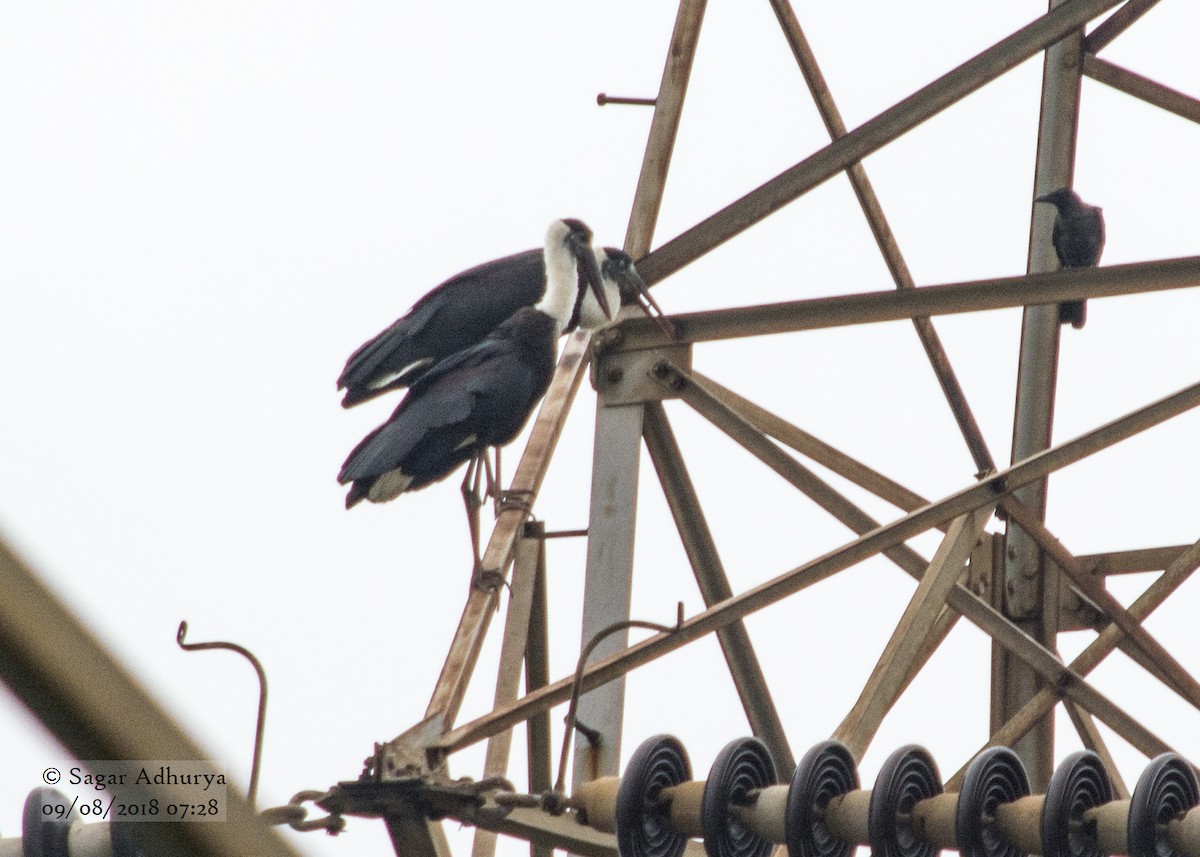 Asian Woolly-necked Stork - ML110227091