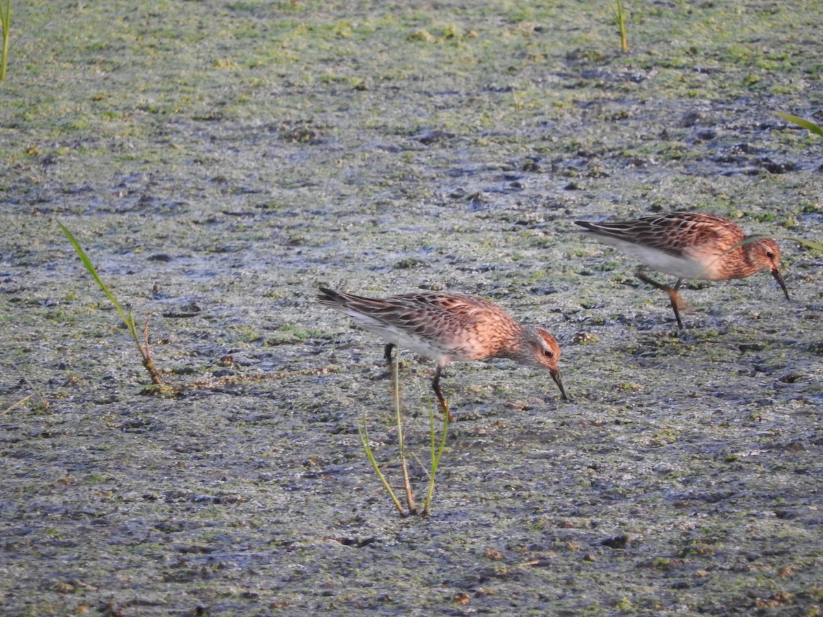 Sharp-tailed Sandpiper - ML110227731