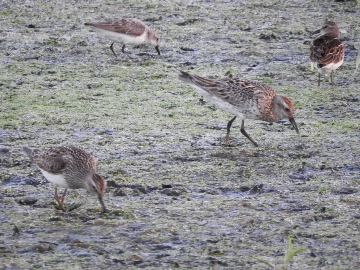 Sharp-tailed Sandpiper - ML110227771