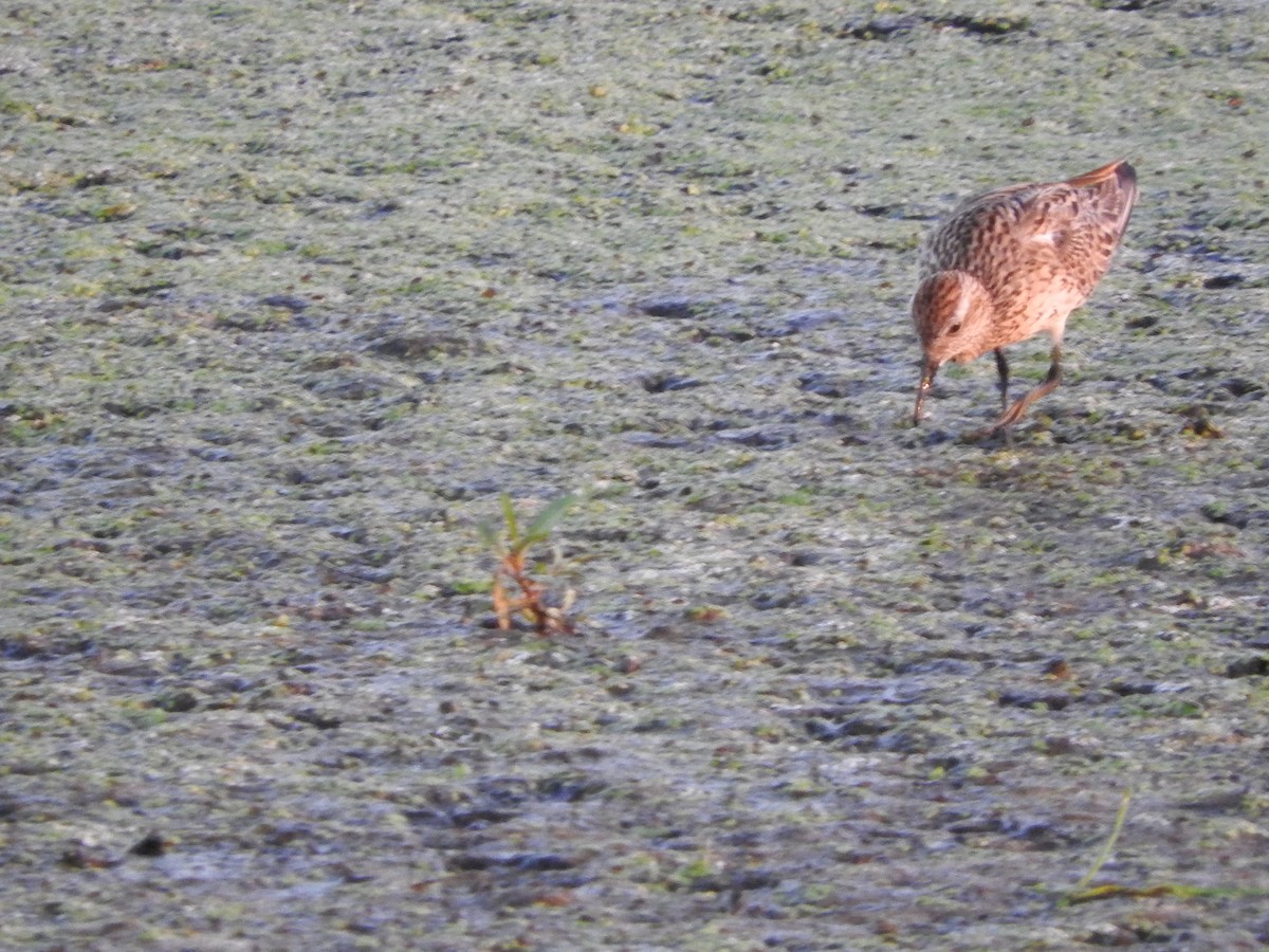 Sharp-tailed Sandpiper - ML110227801