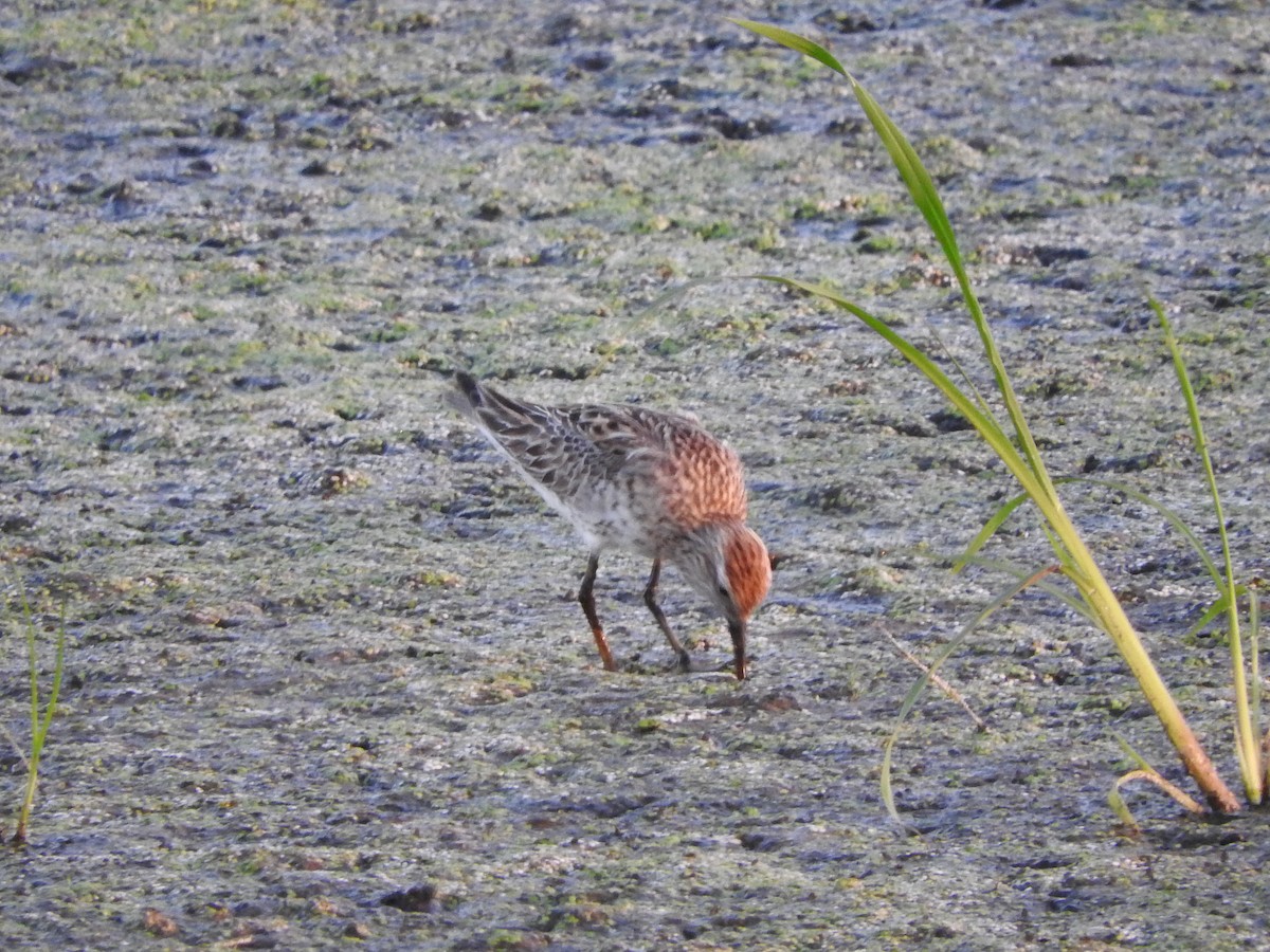 Sharp-tailed Sandpiper - ML110227811