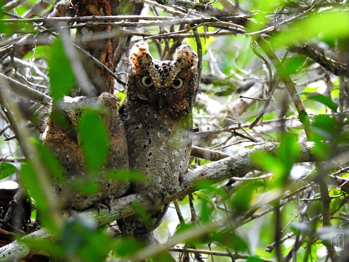 Sokoke Scops-Owl - Joshua Smolders