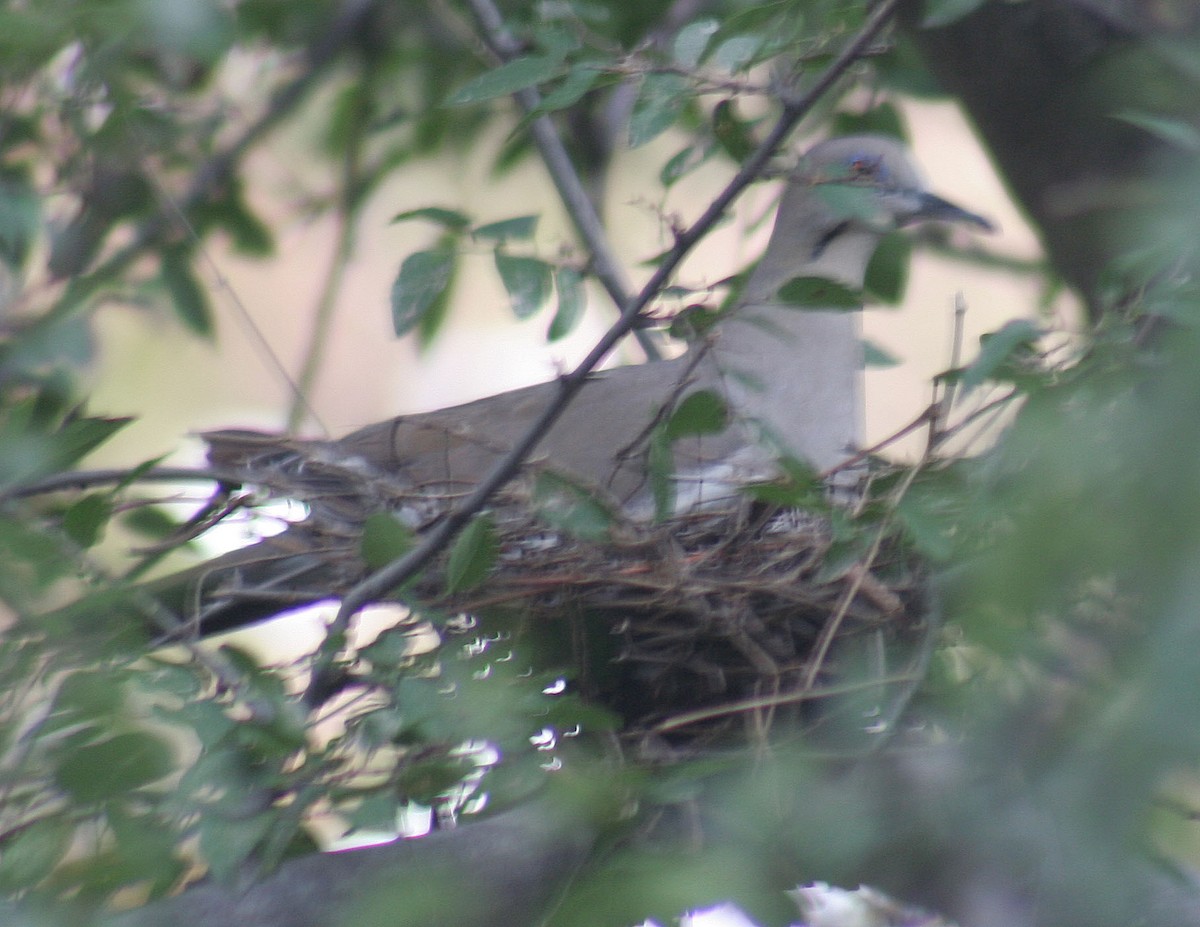 White-winged Dove - ML110228971