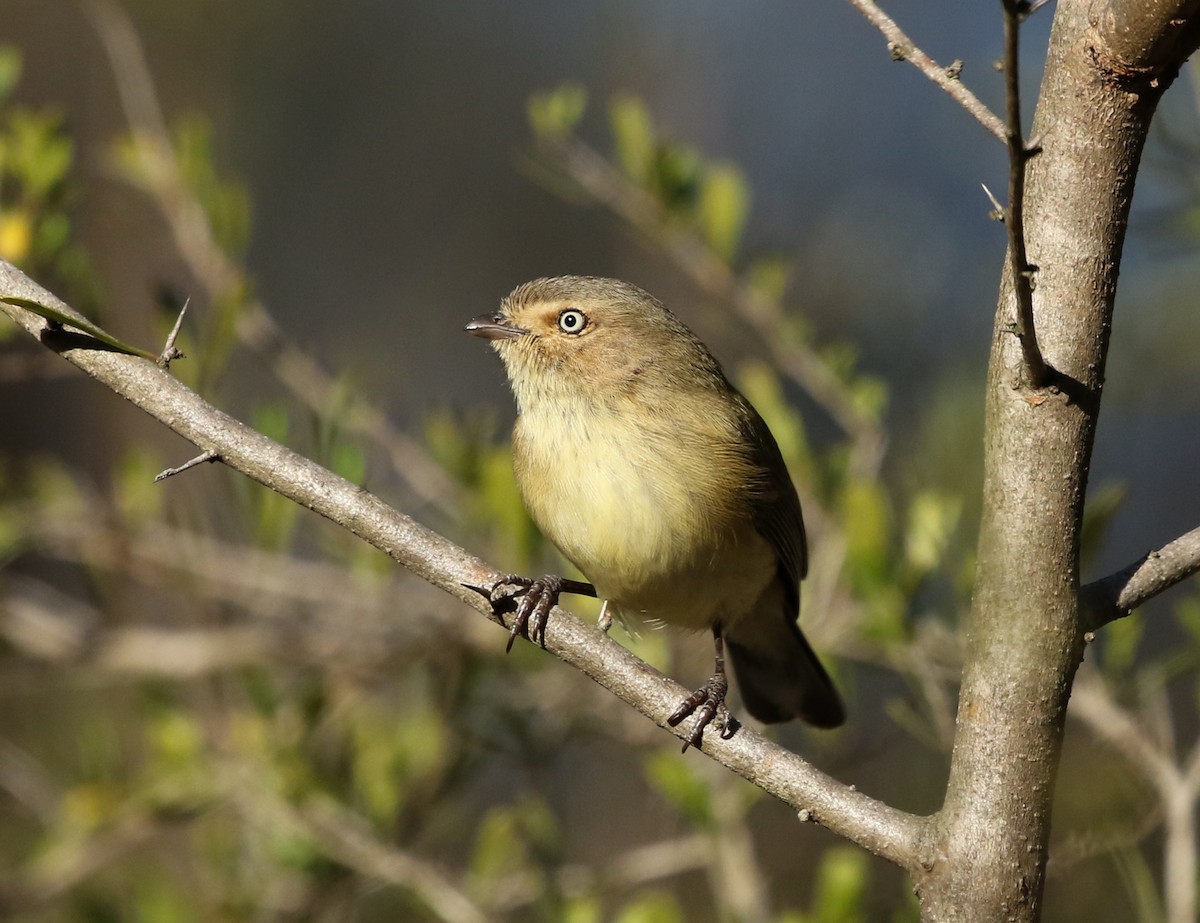 Weebill - ML110230691