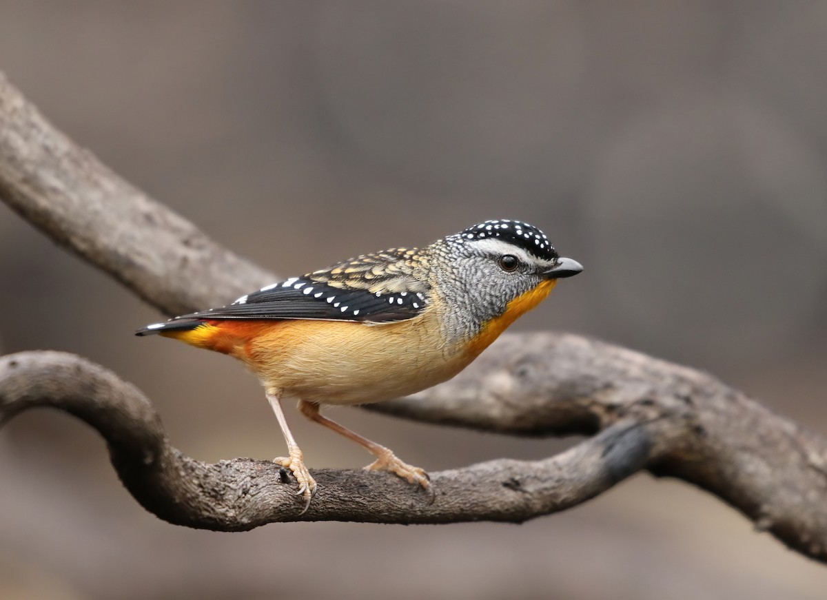 Spotted Pardalote - David Ongley